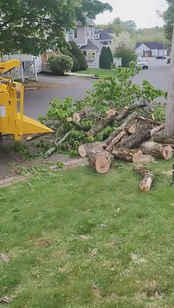 Above & Beyond Tree Care professional service