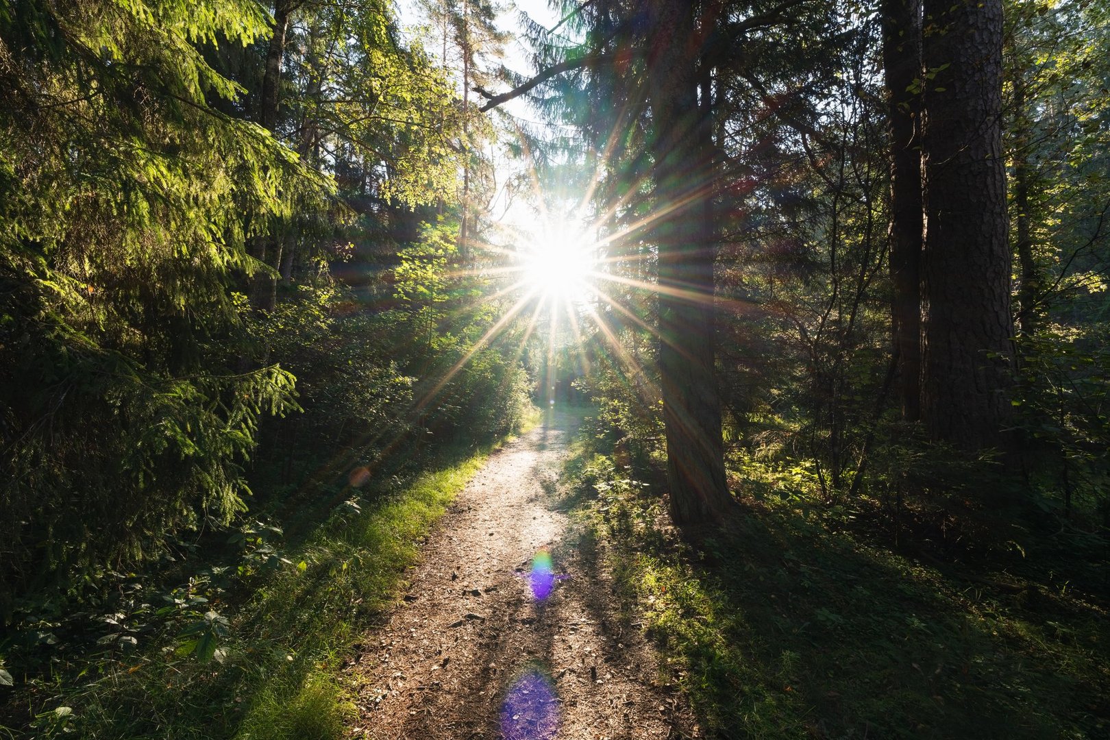 Bright sun shines over a path in a dense green forest.High quality photo