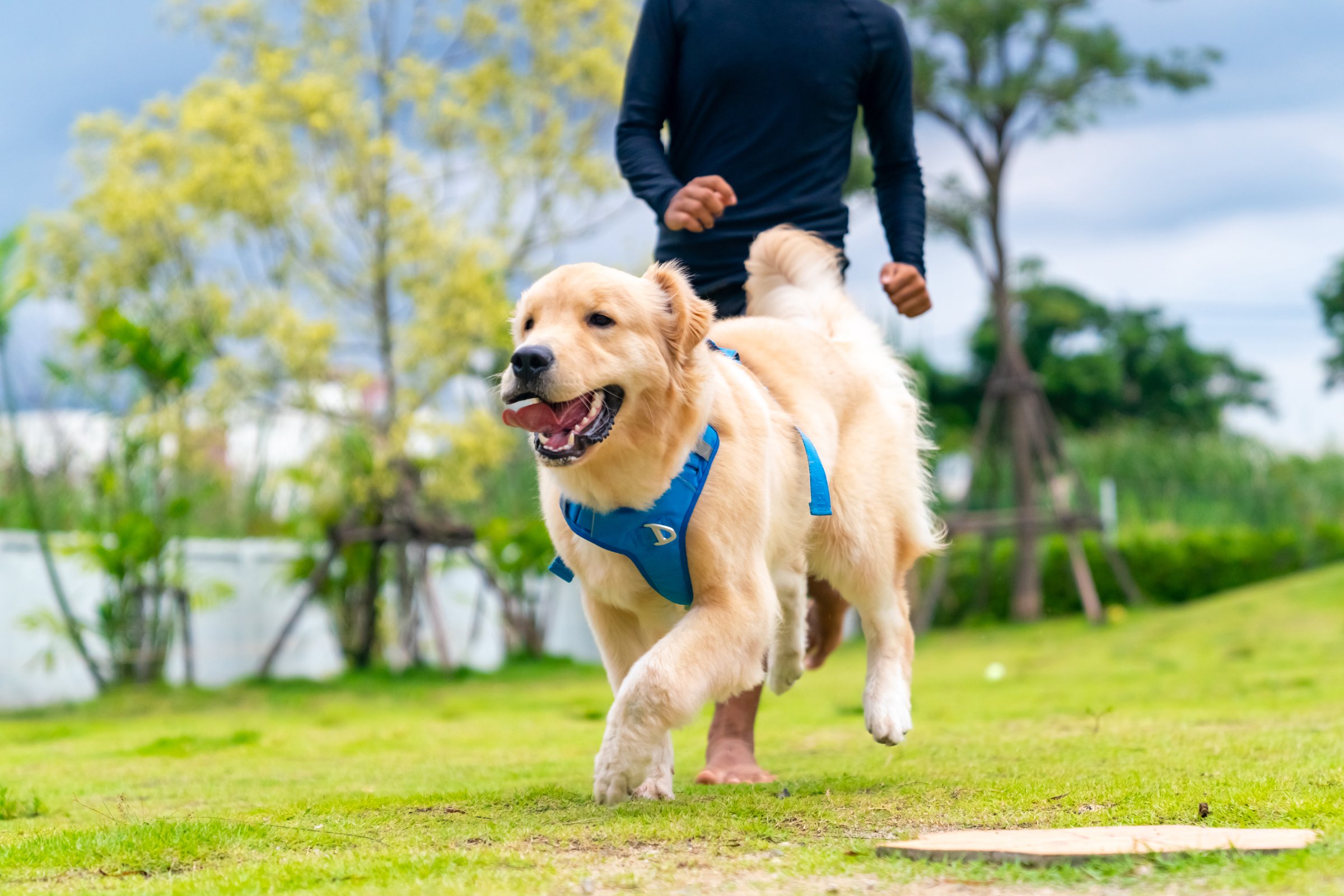Healthy Golden Retriever dog breed enjoy and fun outdoor active lifestyle running and playing with human owner on grass at pets friendly dog park on summer holiday vacation. Pet humanization concept.