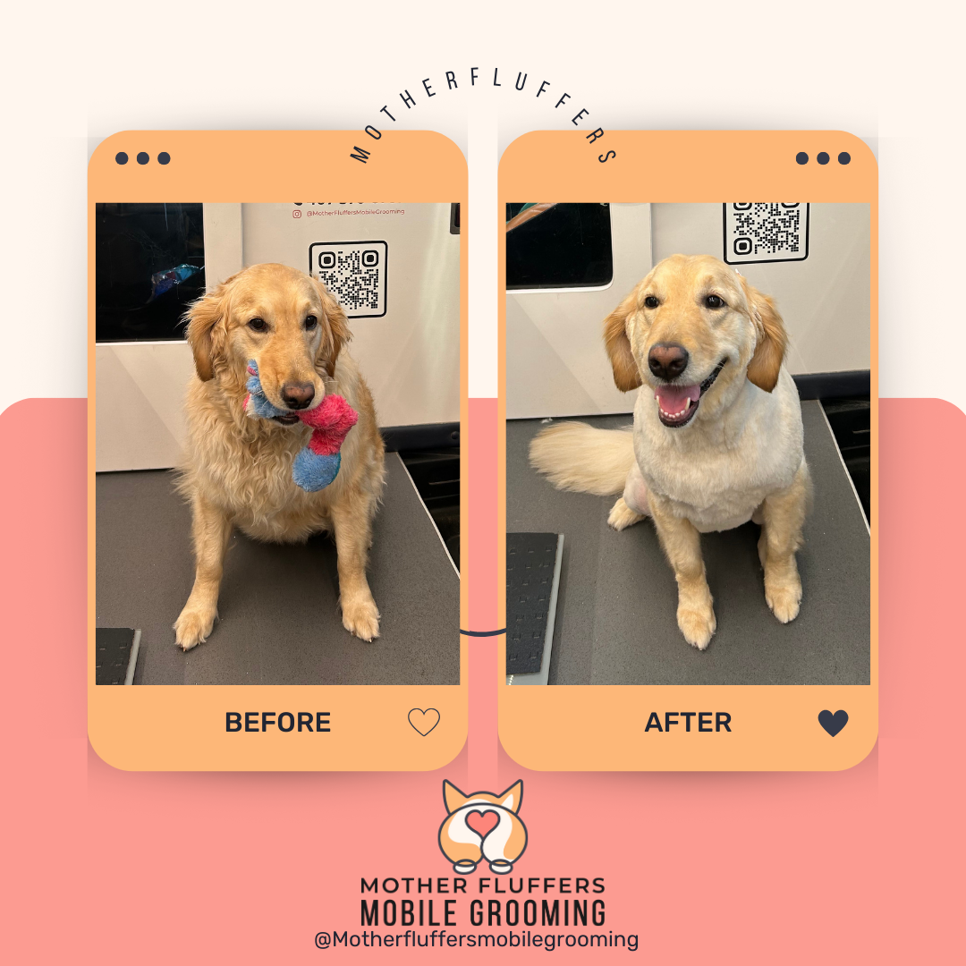 Mother Fluffers mobile grooming service