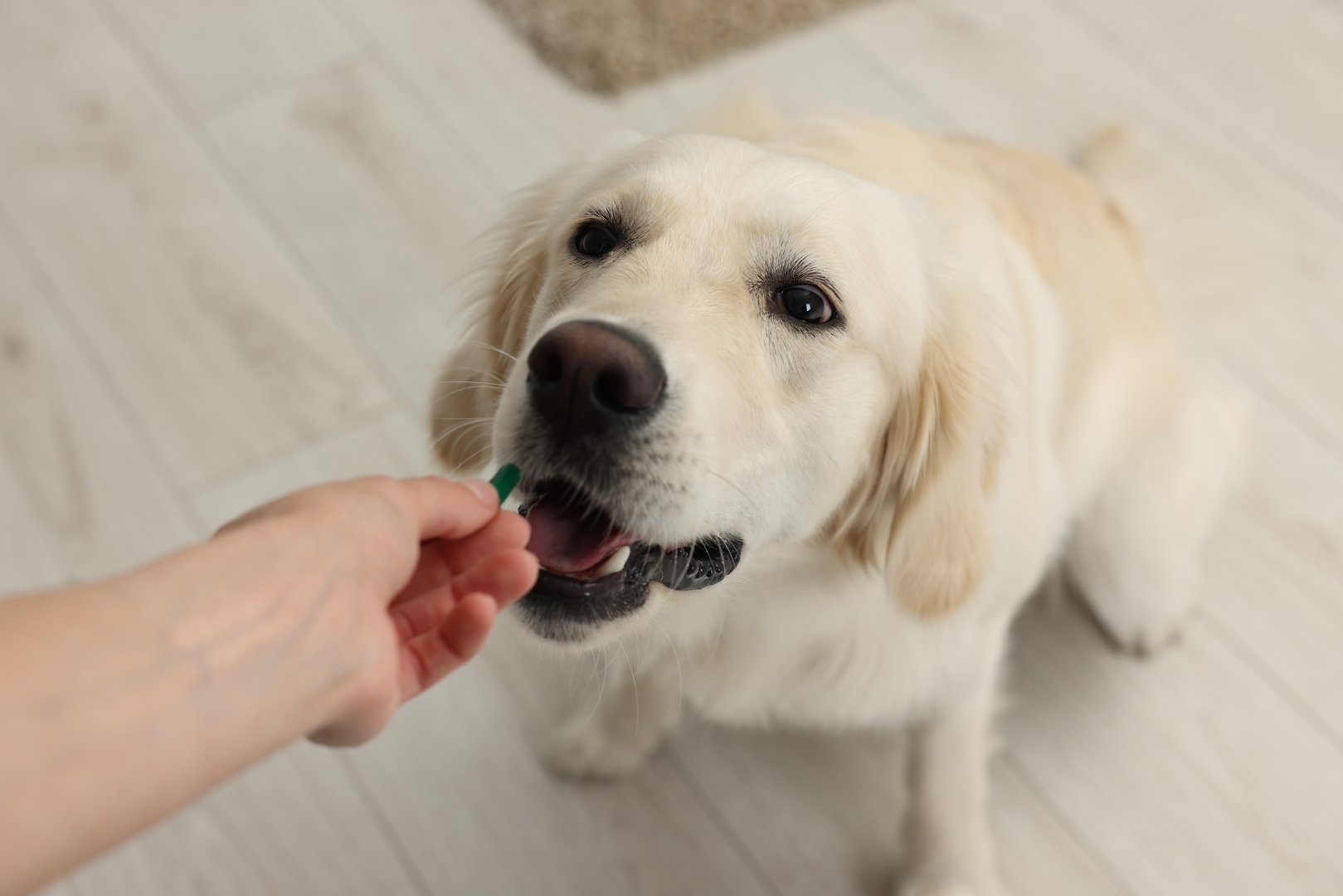 Woman giving pill to cute Labrador Retriever dog indoors, above view