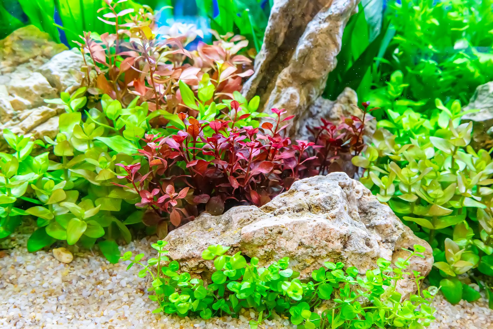 Underwater landscape nature forest style aquarium tank with a variety of aquatic plants, stones and herb decorations.