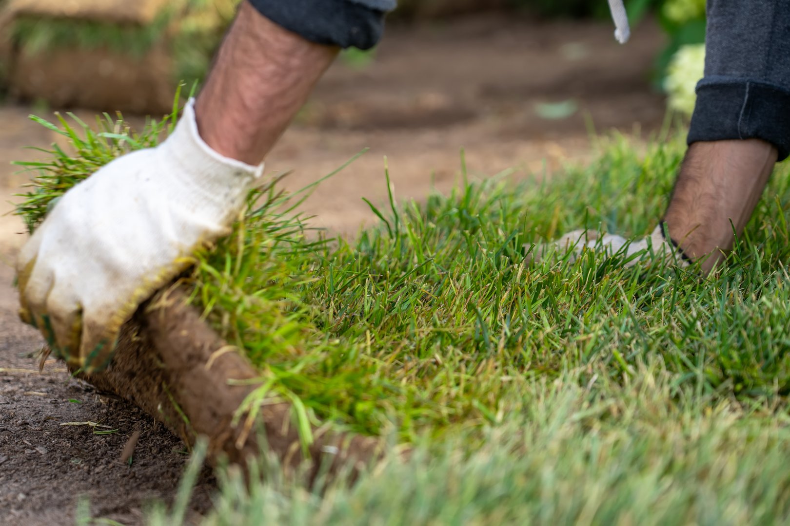 Worker fixing sod in backyard