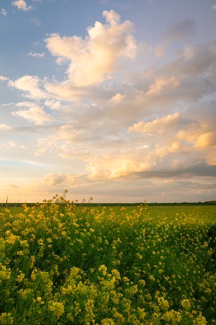 Dutch countryside sunset