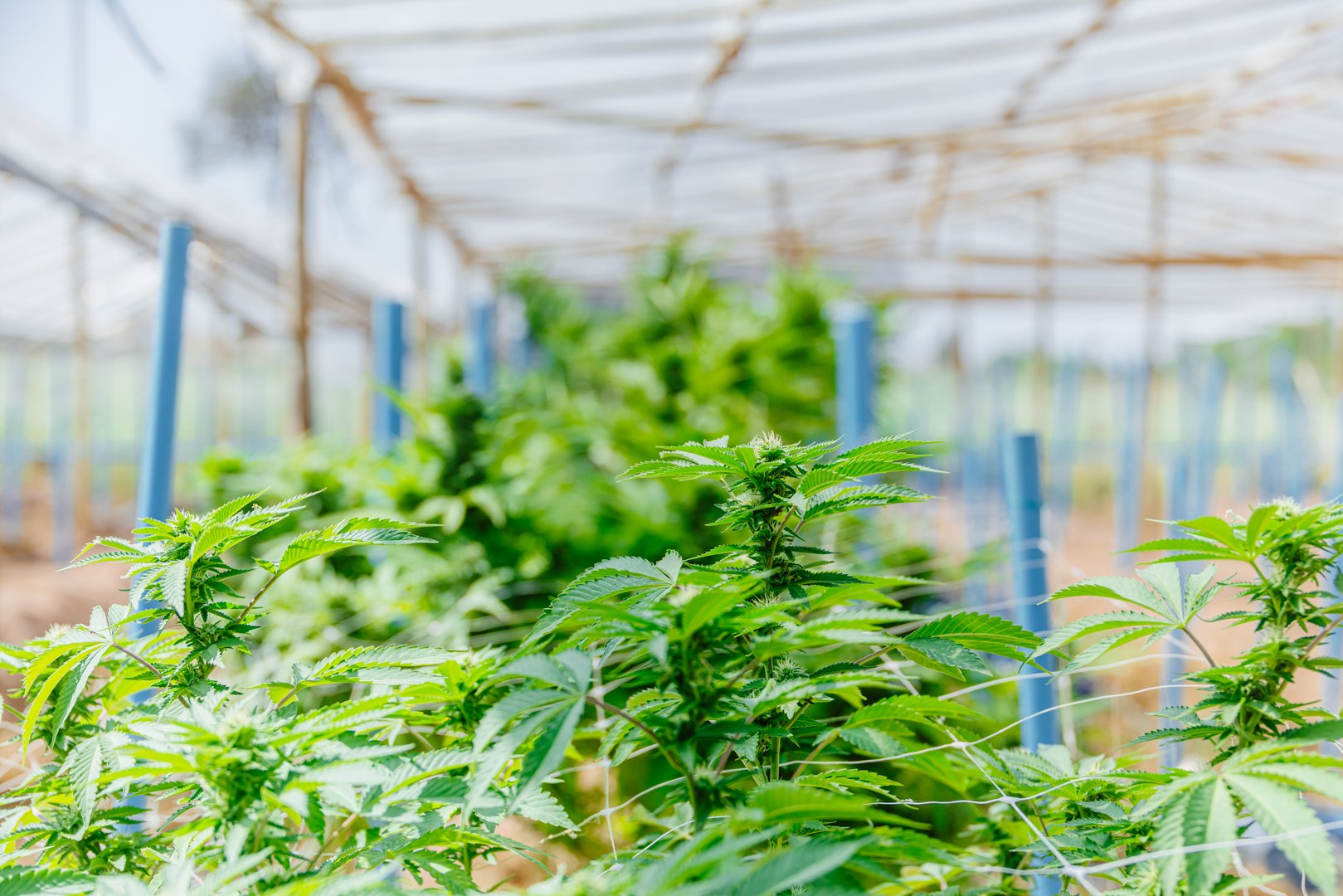 Hemp agriculture plant growing in farm sativa bleed. Marijuana Herbal green tree nursery in green house in Asian country.