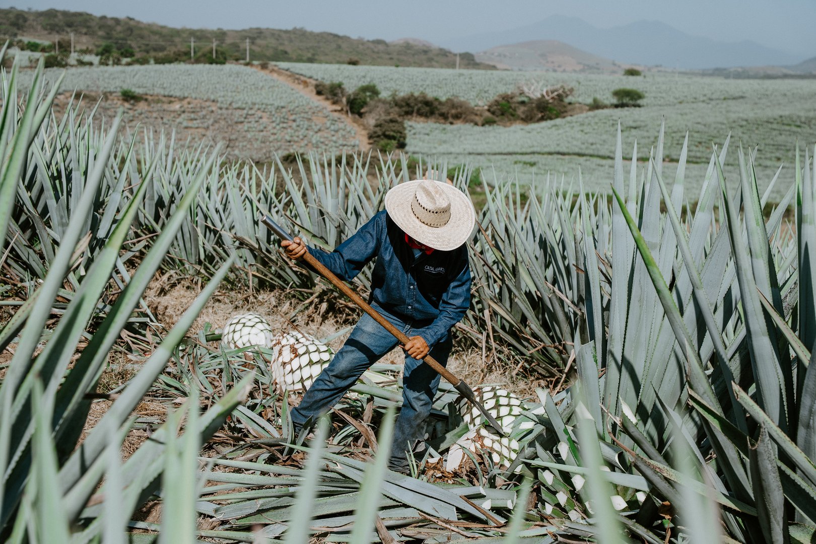 Campo de agave en Jalisco