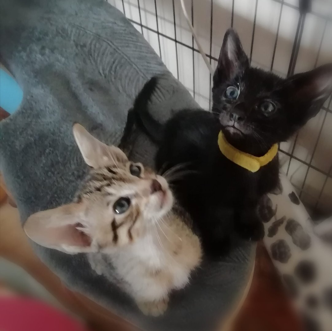 Litter 1 - Main photo