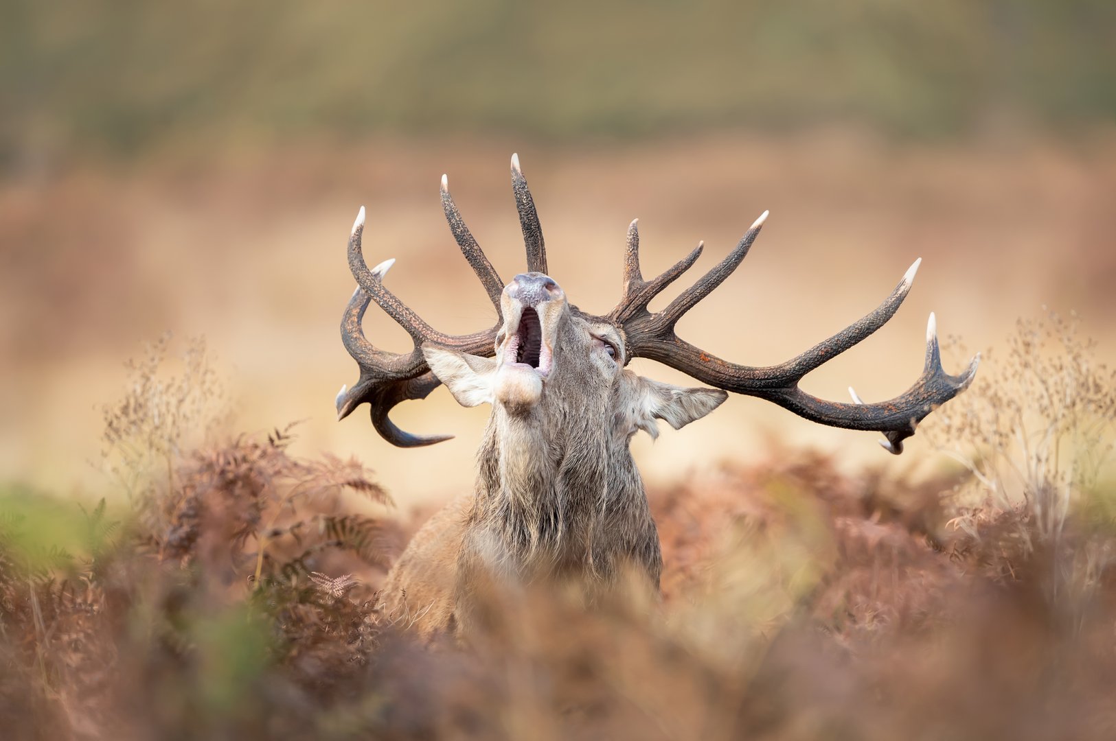 Portrait of a red deer stag calling during the rut in autumn, UK.