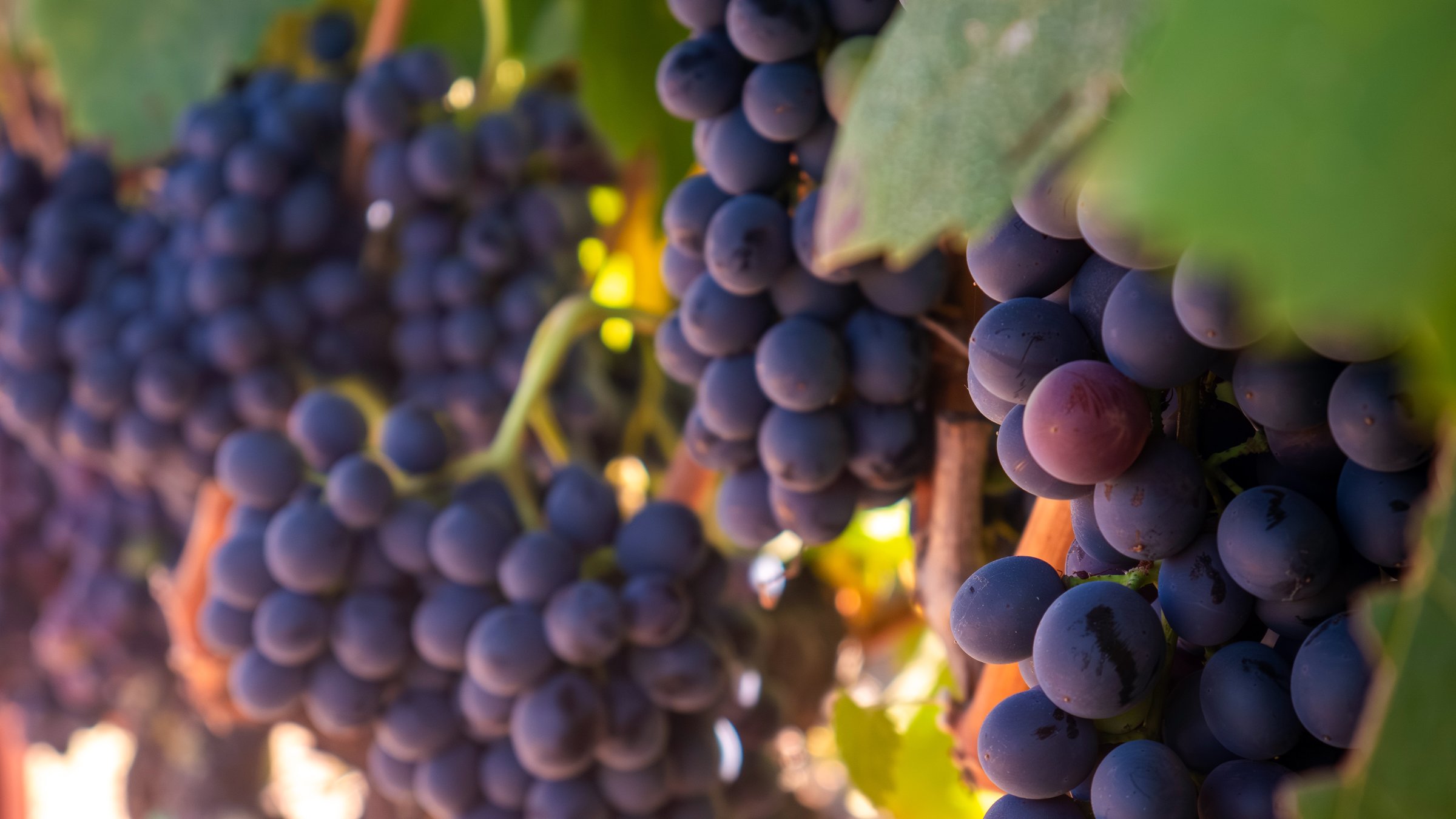 Close-up macro shot of Zinfandel grapes grown for wine, ripening on the vine in a vineyard in Sonoma County, California, in late summer