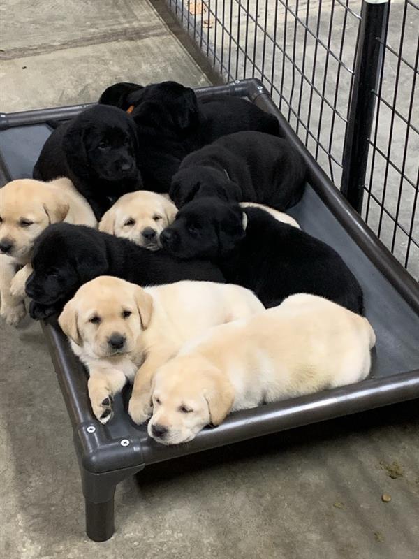 Yellow Labrador puppies