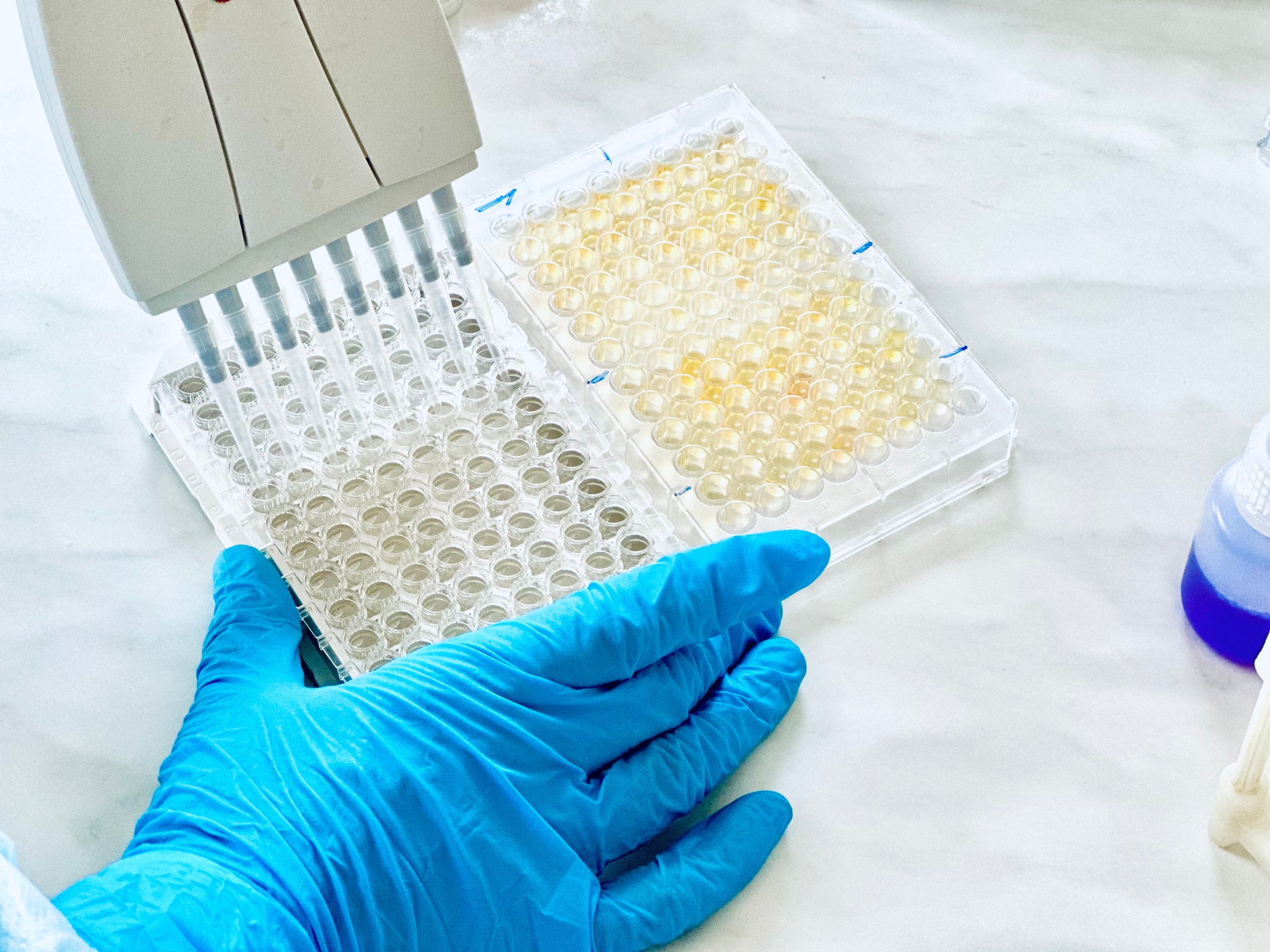 Scientist use multi pipette with sample preparation in the laboratory fume hood for bioassay of in vitro cells on microplate