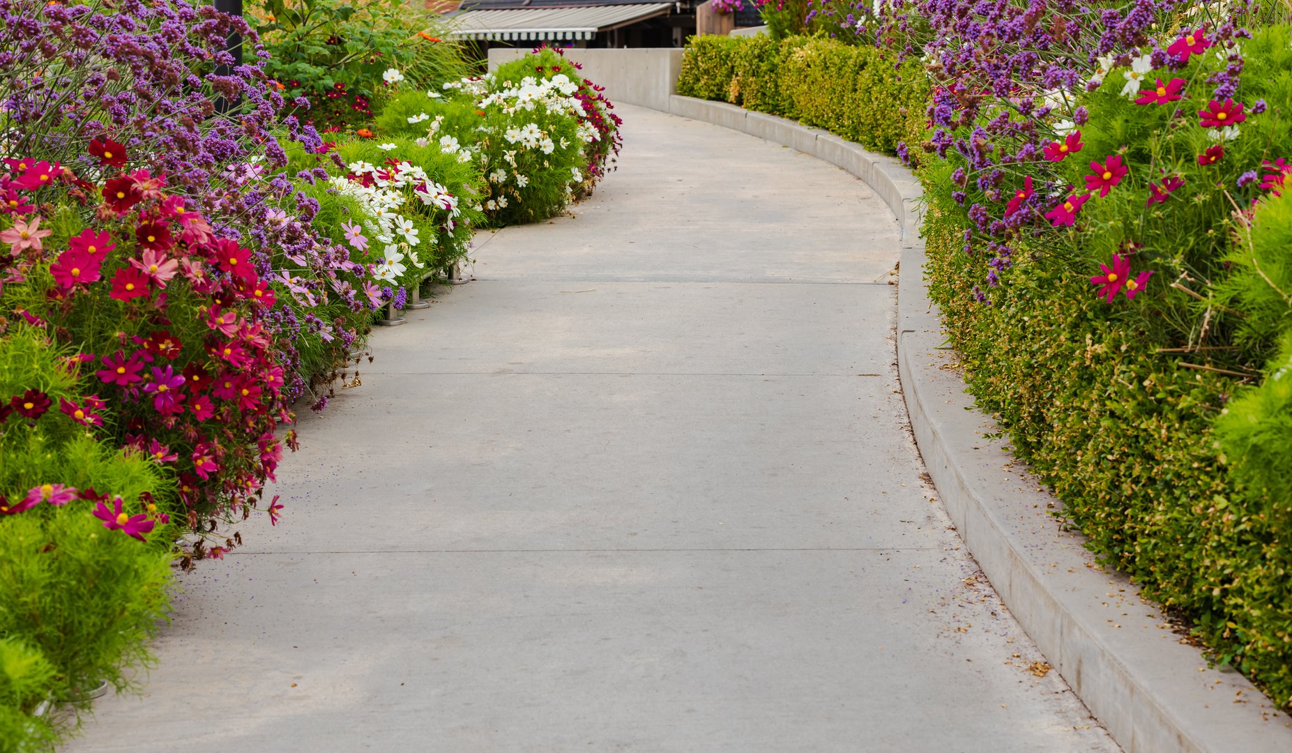 Walkway in flower garden in summer time. View of Colourful Flowerbeds in a good care maintenance landscapes and asfalt concrete walkway. Nobody, street photo, selective focus, blurred