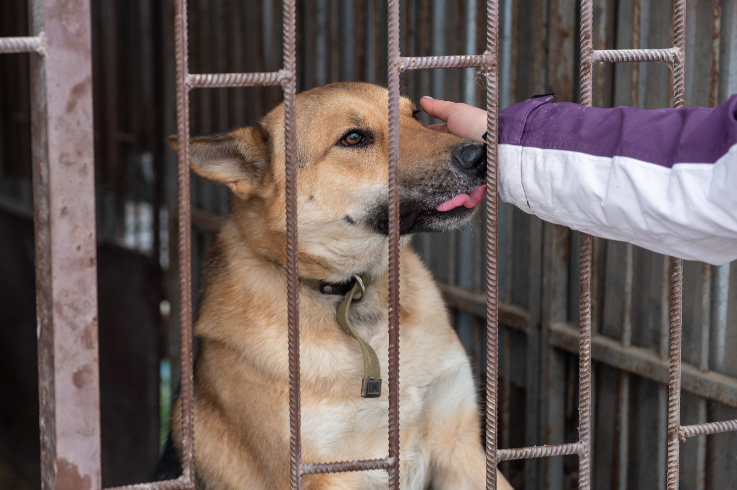 Girl volunteer in the nursery for dogs. Shelter for stray dogs.