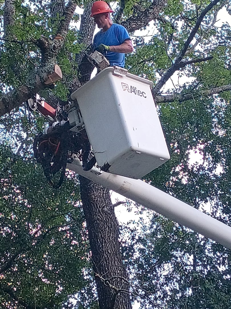 Forestry engineer examining tree bark