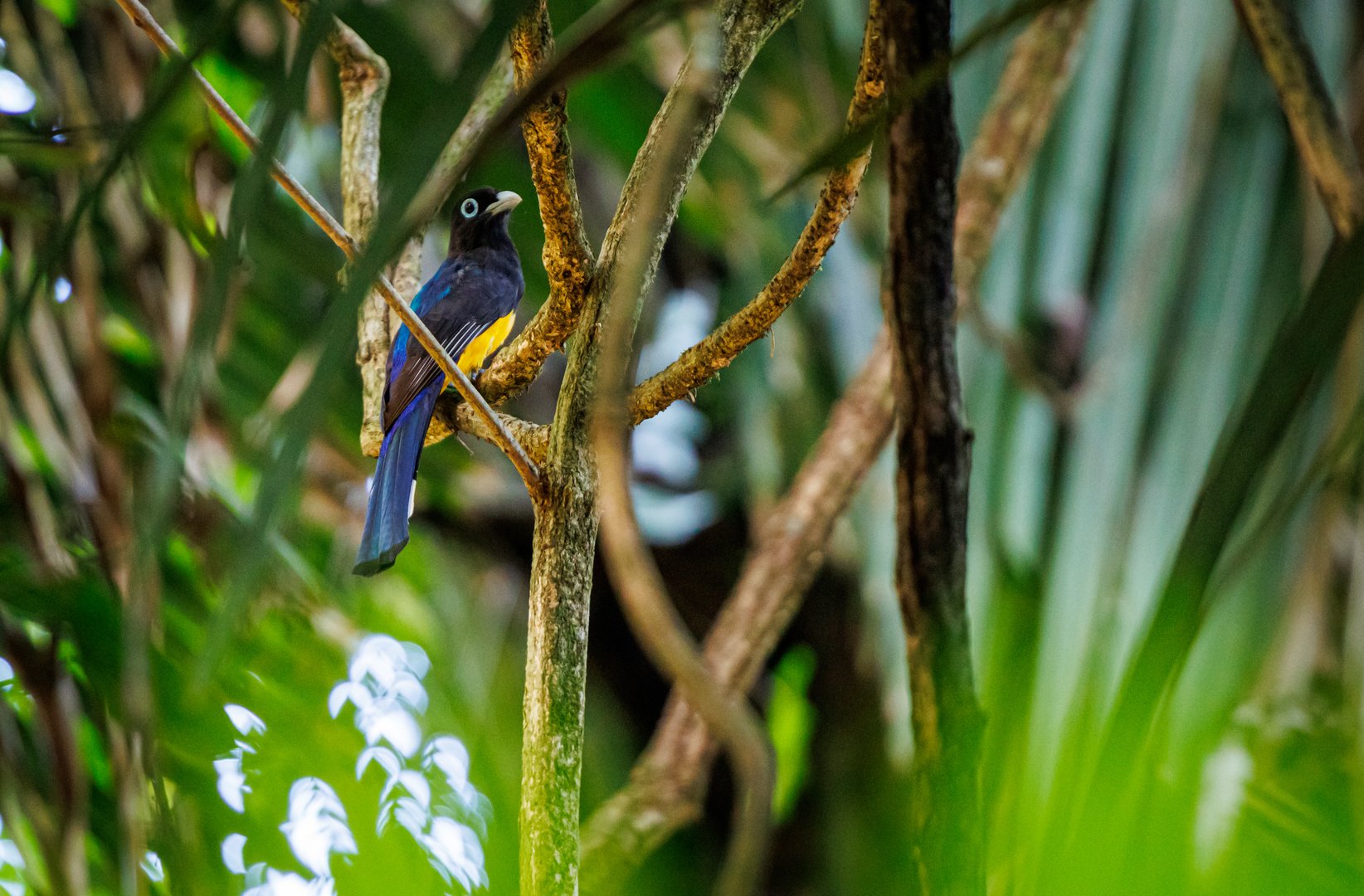 green-backed trogon (Trogon viridis)