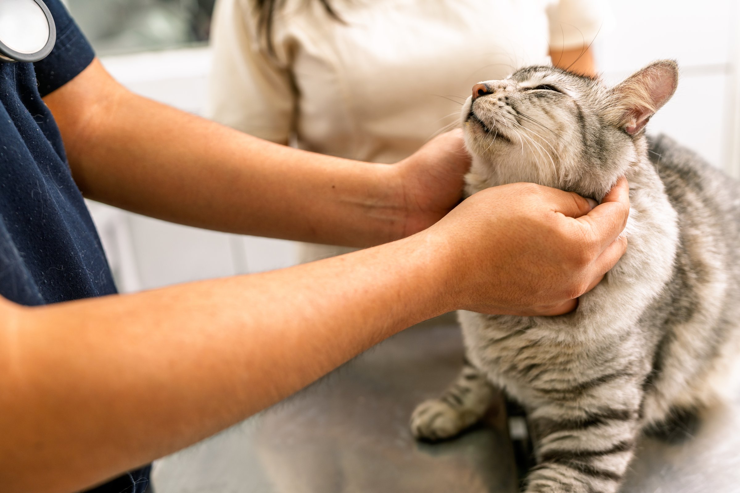 Veterinarian checking a contented domestic tabby cat during a routine examination at a modern animal clinic
