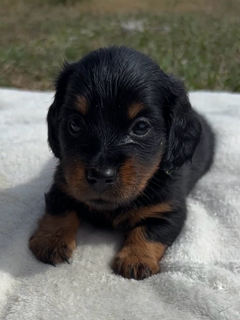 Adorable black and tan puppy lying on a white blanket outdoors, gazing forward, with grass visible in the background.