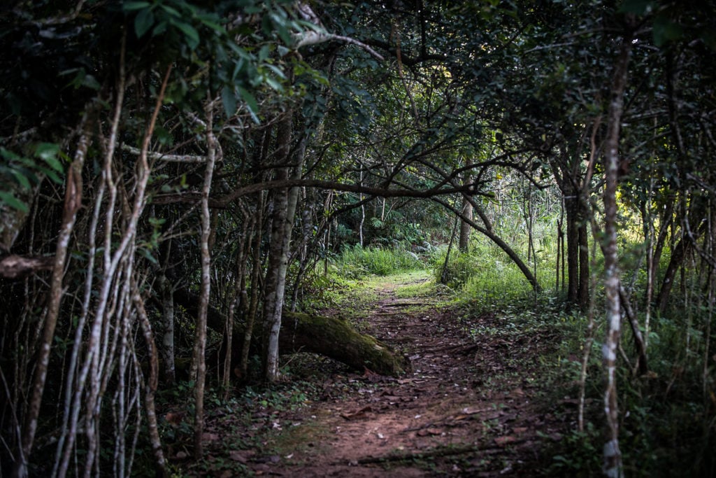 Beautiful trails through Simbithi Eco Estate showing lush coastal forest and natural pathways
