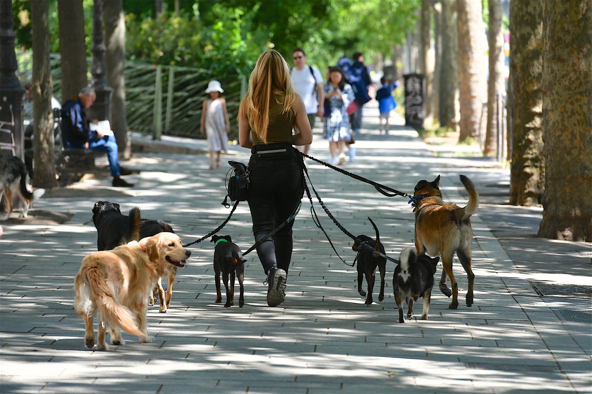 Dog walker with group of dogs