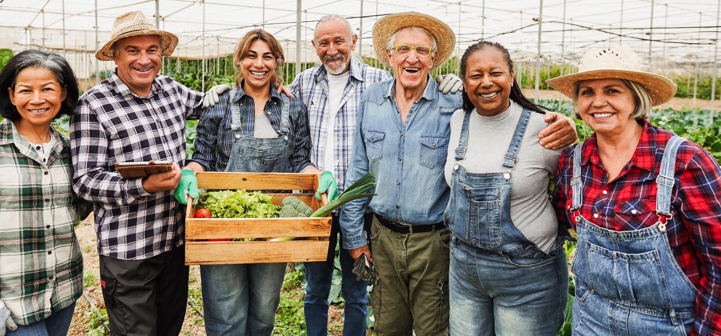 Stesan Produce – field workers harvesting fresh produce in Northwest Mexico