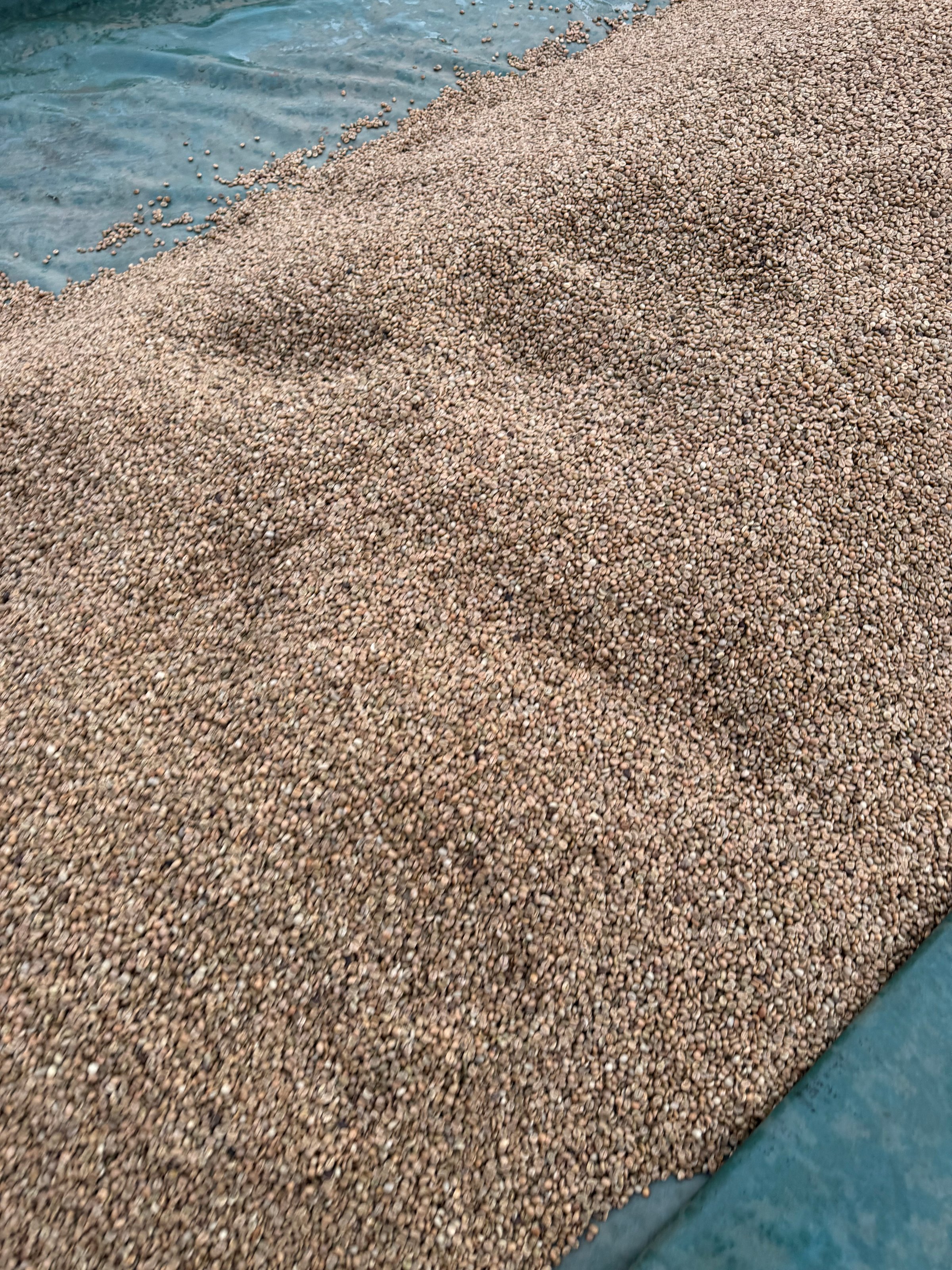 Premium Arabica and Robusta coffee beans from Uganda