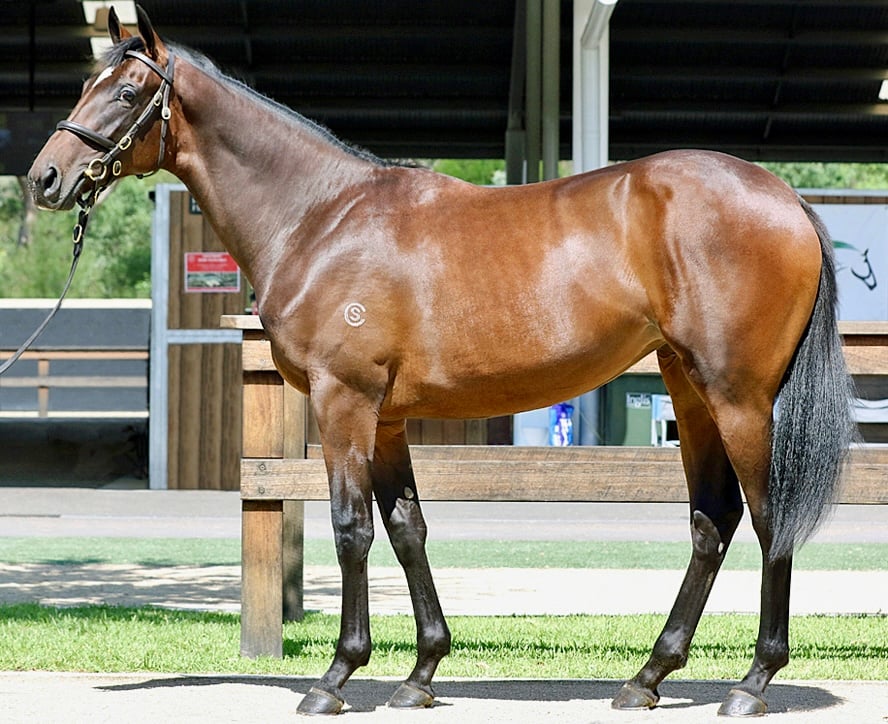 Storm Chaser - 2024 Yearling