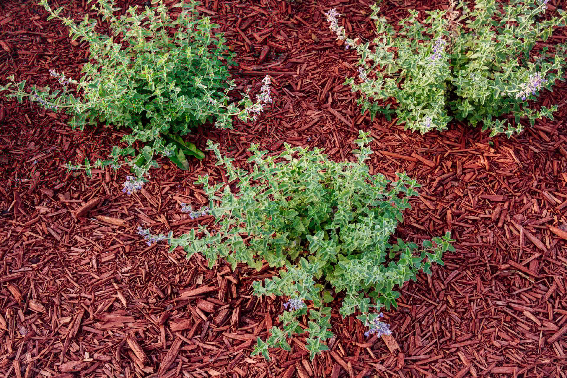 Landscaped flower bed with red wood chip mulch, featuring flowers and green bushes growing outdoors. Above view.