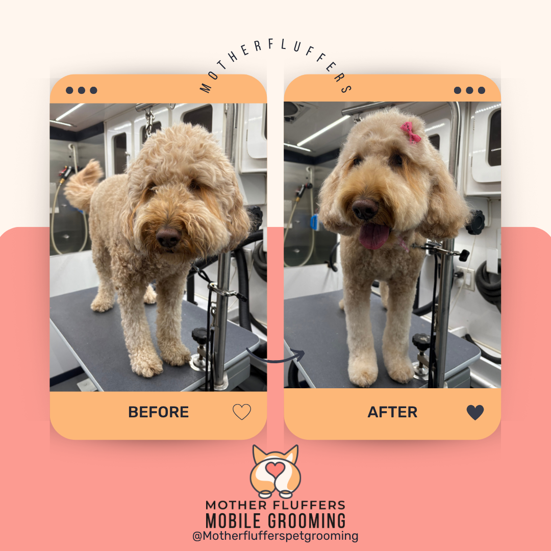 Mother Fluffers mobile grooming service