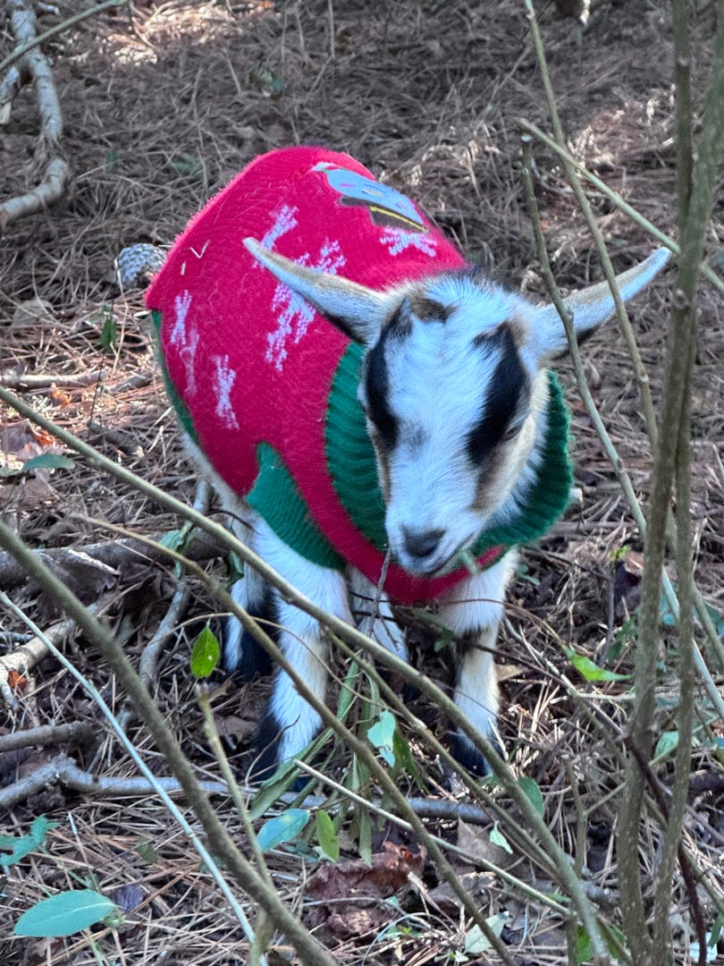 Children exploring nature at Mindful Journey Academy