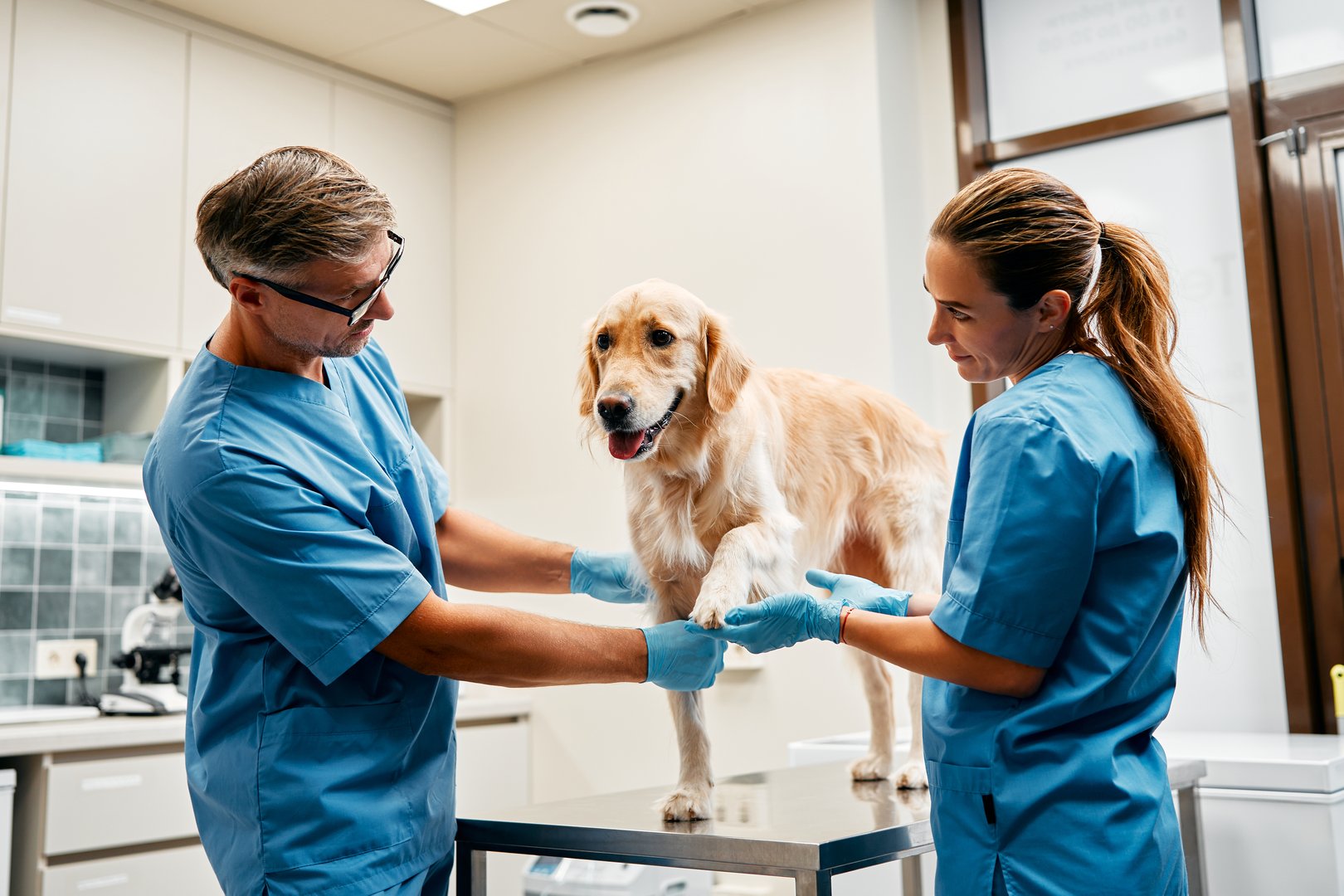 Veterinarians conducting examination in modern clinic