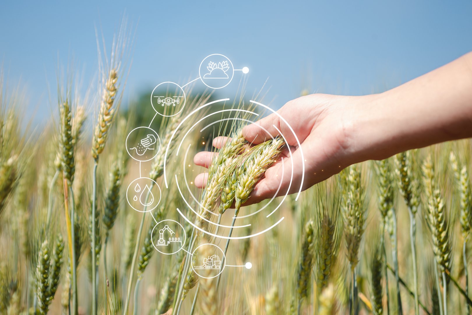 Smart agriculture technology and agricultural Barley Rice innovations measure crop growth rates, digital controls and weather monitoring to oversee precision agriculture 4.0, increasing yield quality.