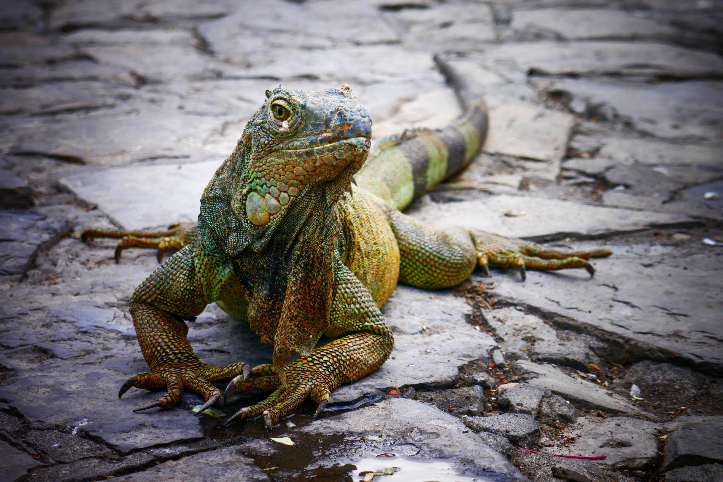 A vibrant iguana on a stone pavement showcasing its colorful scales in the Galapagos Islands.