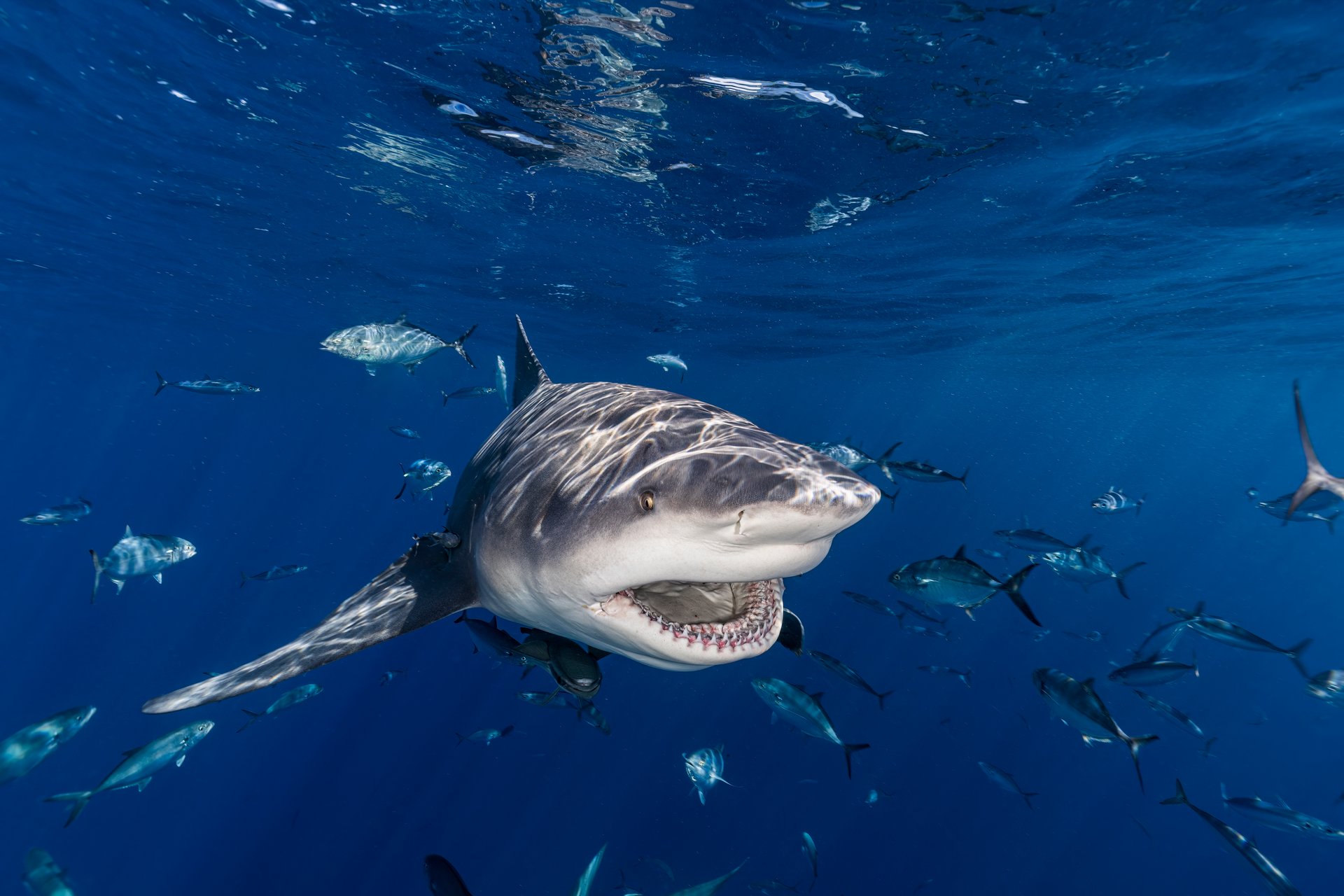 Bull shark with open mouth in blue water below the surface.