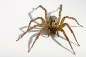 Spider identification guide