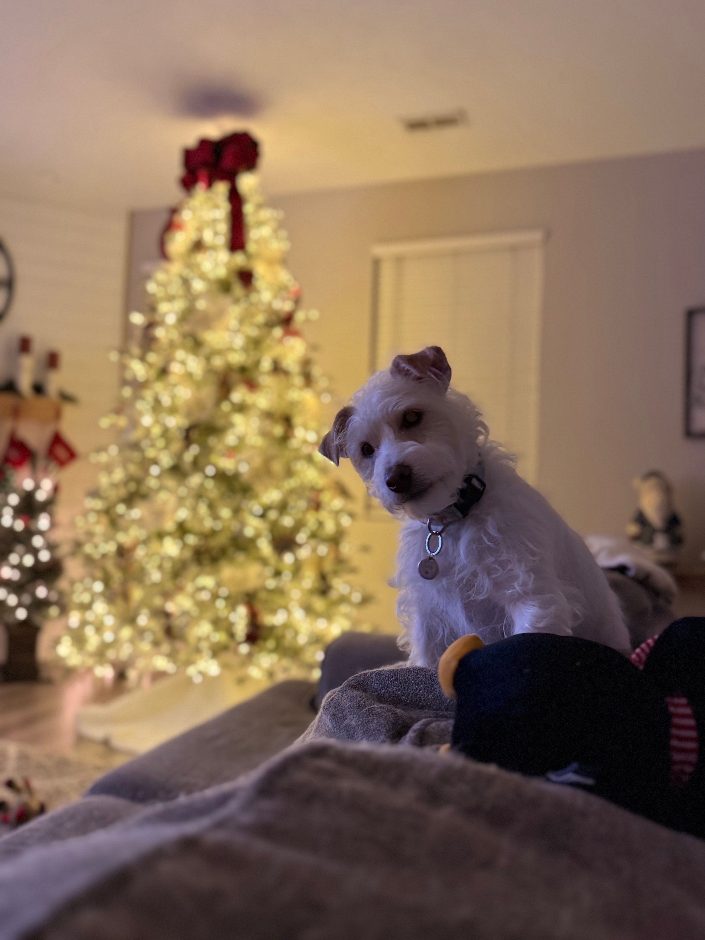 Pet photo from Bryson Pet Services