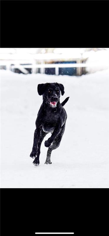 Pepper - Black Labrador in snow