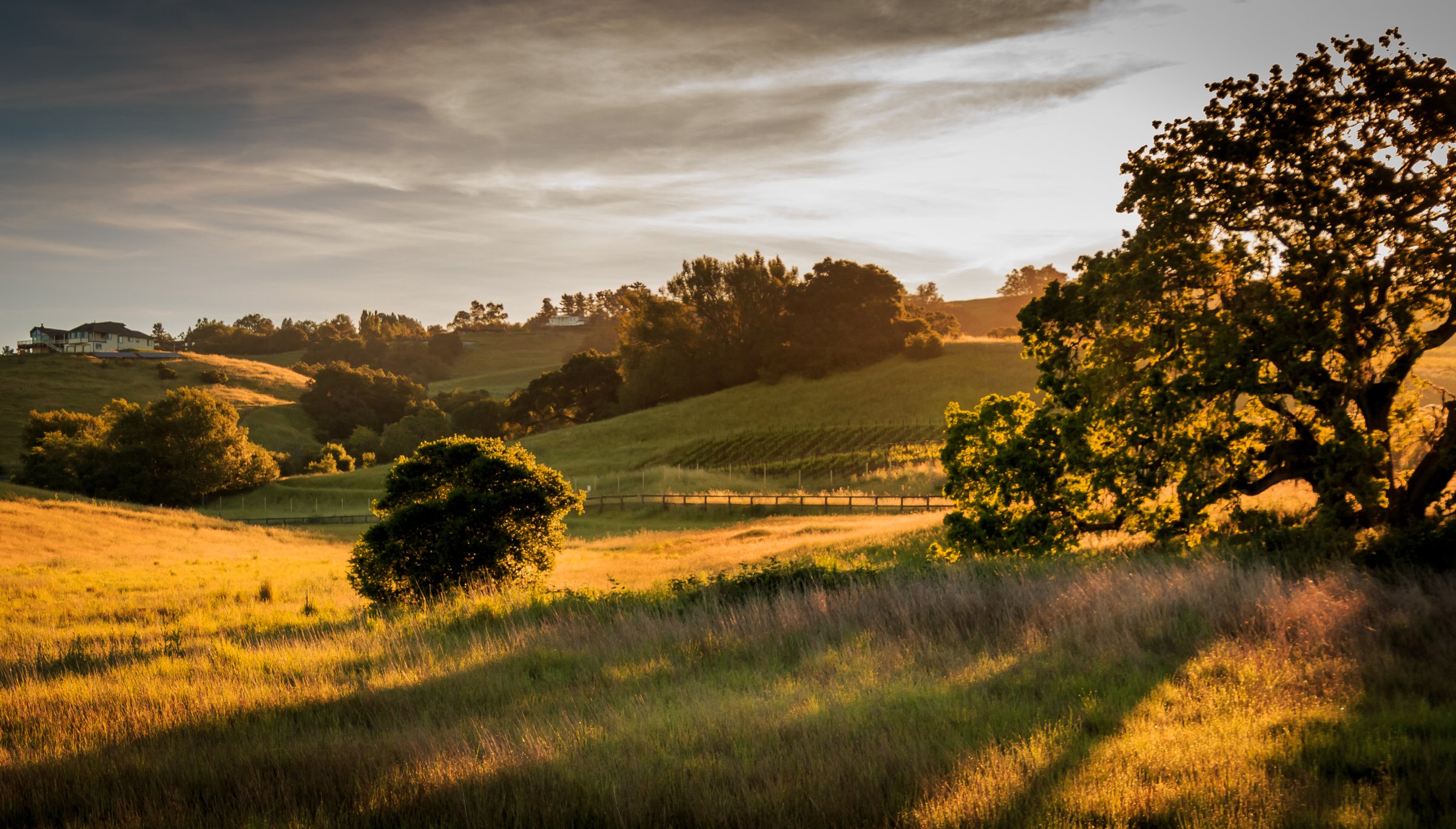 Early morning sunlight is shown on the grass and oak trees in a small valley. There are very long shadows. Clouds are above the valley.