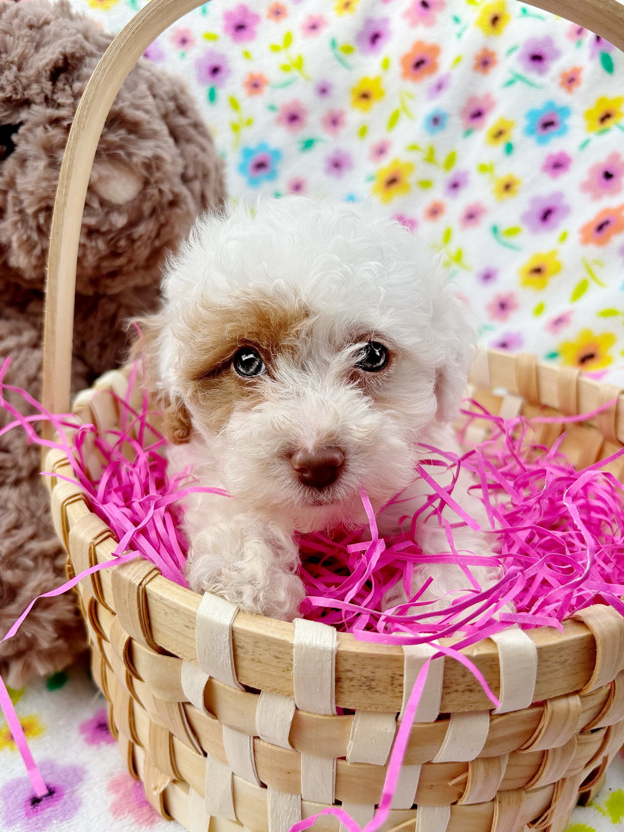 A small white and brown puppy sitting in a wicker basket with pink straw, against a colorful floral background.