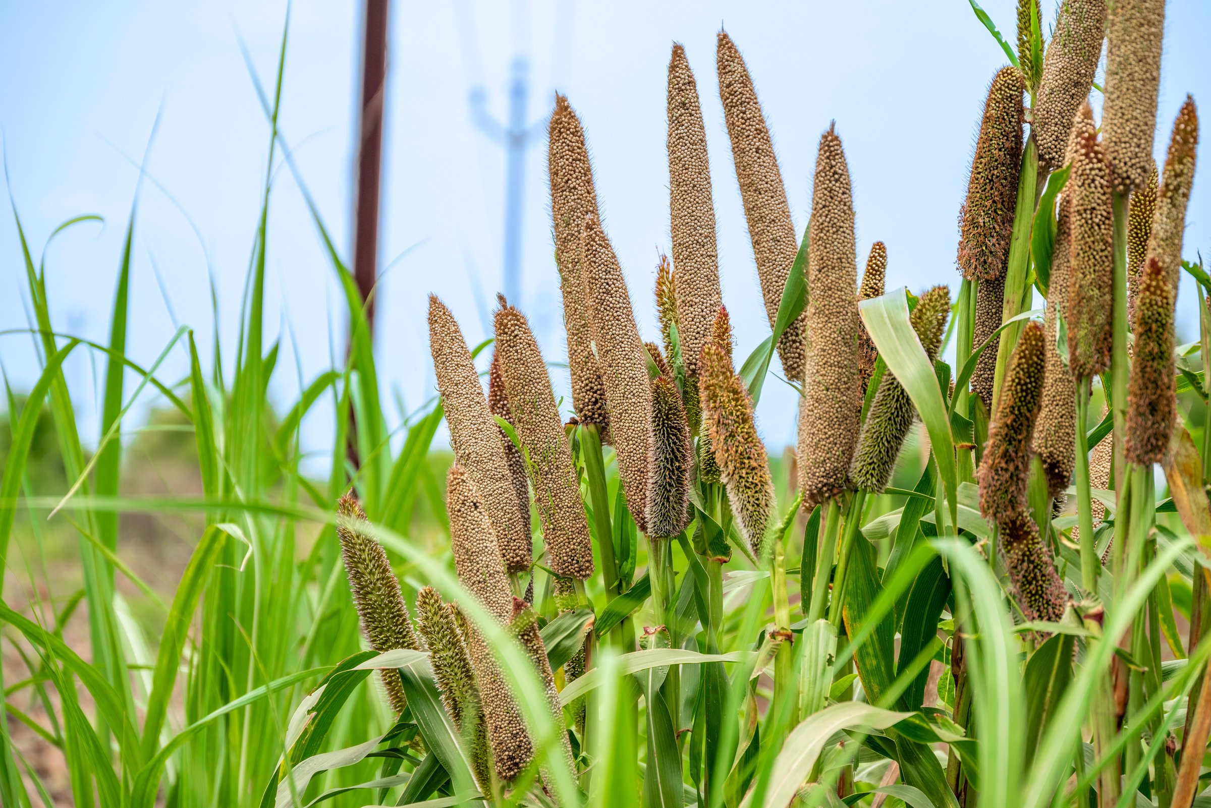 Fields of pearl millets