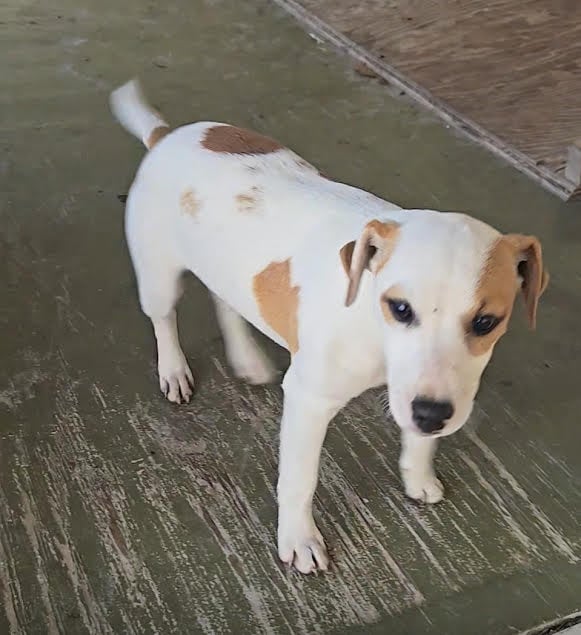 Ridge - Jack Russell Terrier male puppy available from Tomlin Farms