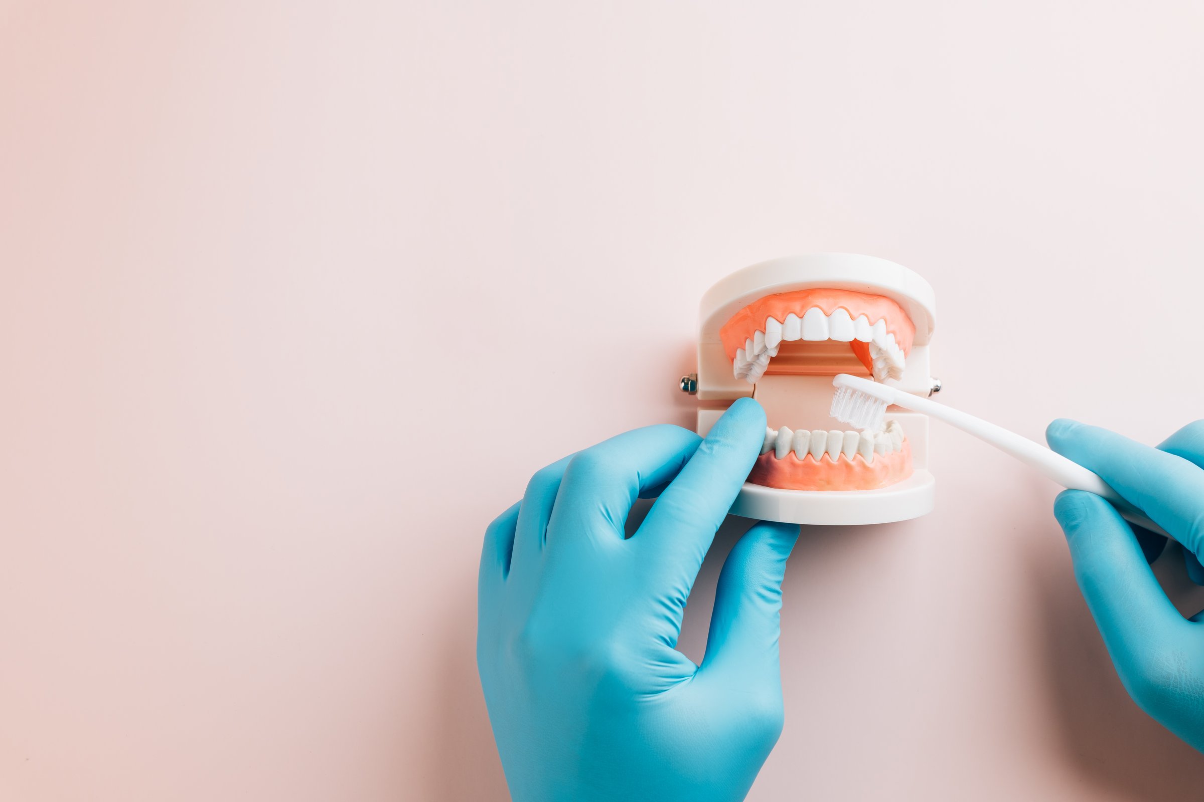 Dentist doctor uses a toothbrush on a dental model with a gloved hand
