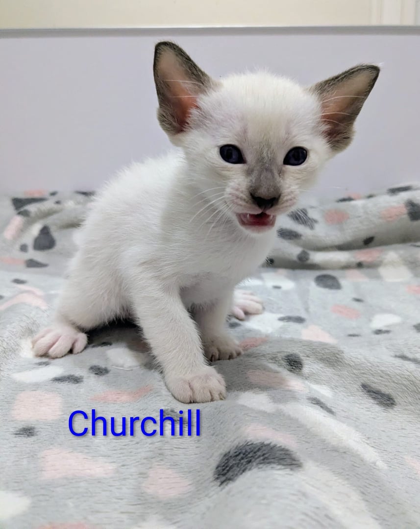 Churchill - Seal Point Siamese cat