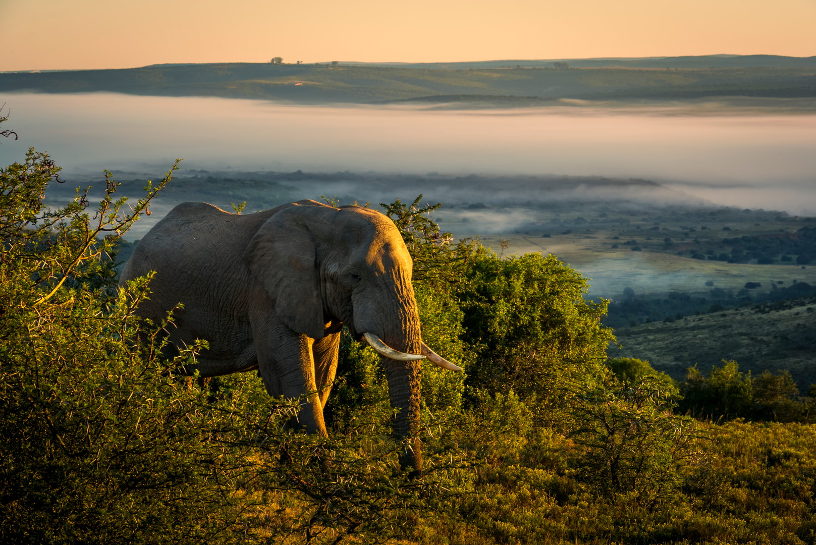 An African bush elephant (Loxodonta africana) in its natural habitat near Gqeberha (Port Elizabeth), Eastern Cape, South Africa. Captured in the wild, showcasing the majesty of African wildlife.