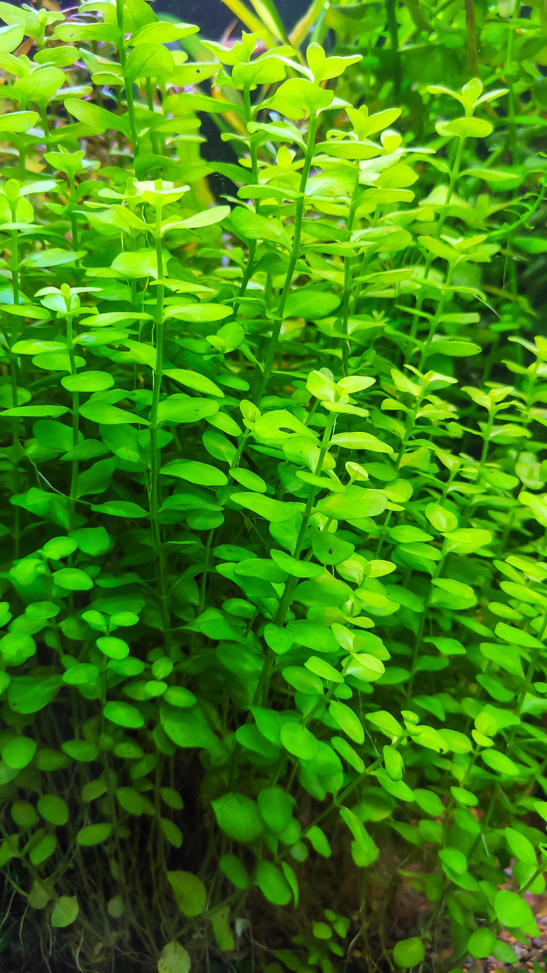 close-up of the aquarium plant Micranthemum umbrosum. Compact stems with rounded bright green leaves create a dense carpet of underwater vegetation.