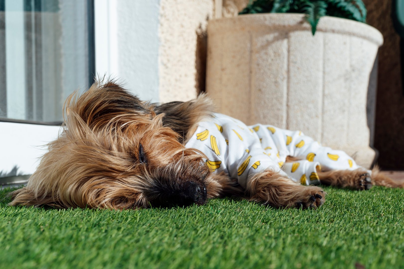Yorkshire terrier dog wearing funny pajamas sleeping on artificial grass near the house entrance