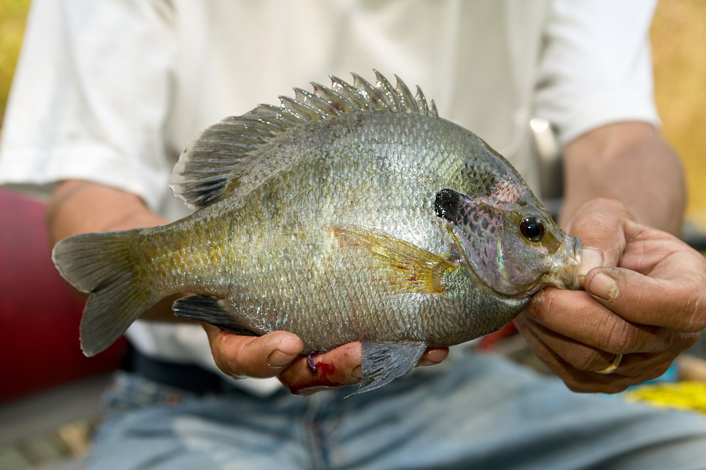 Fisherman displaying a freshly caught bluegill or bream in his hands as he sits on the boat in a close up side view