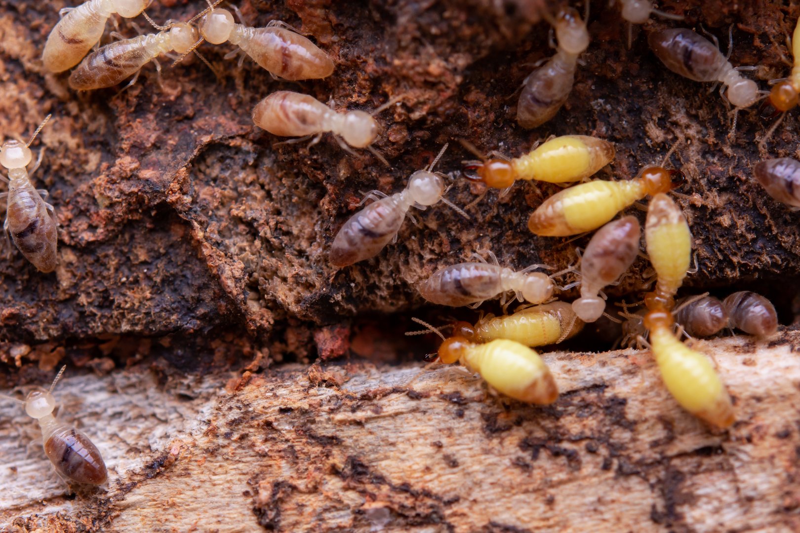 Termites eat wooden planks. Damage of a wooden house from termites