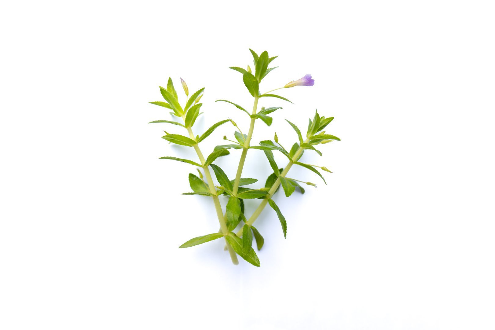 Rice Paddy Herb,Limnophila aromatica, fresh rice paddy herb on white background, Rice paddy herb isolated on white background, rice paddy herb plant on white background.