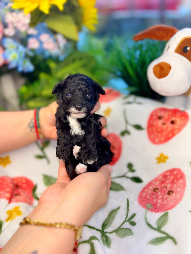 Onyx the Toy Poodle