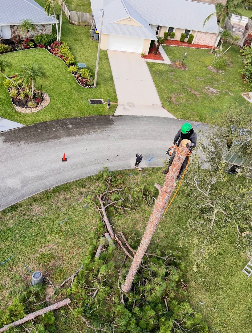A Better Tree Florida - Professional Tree Care